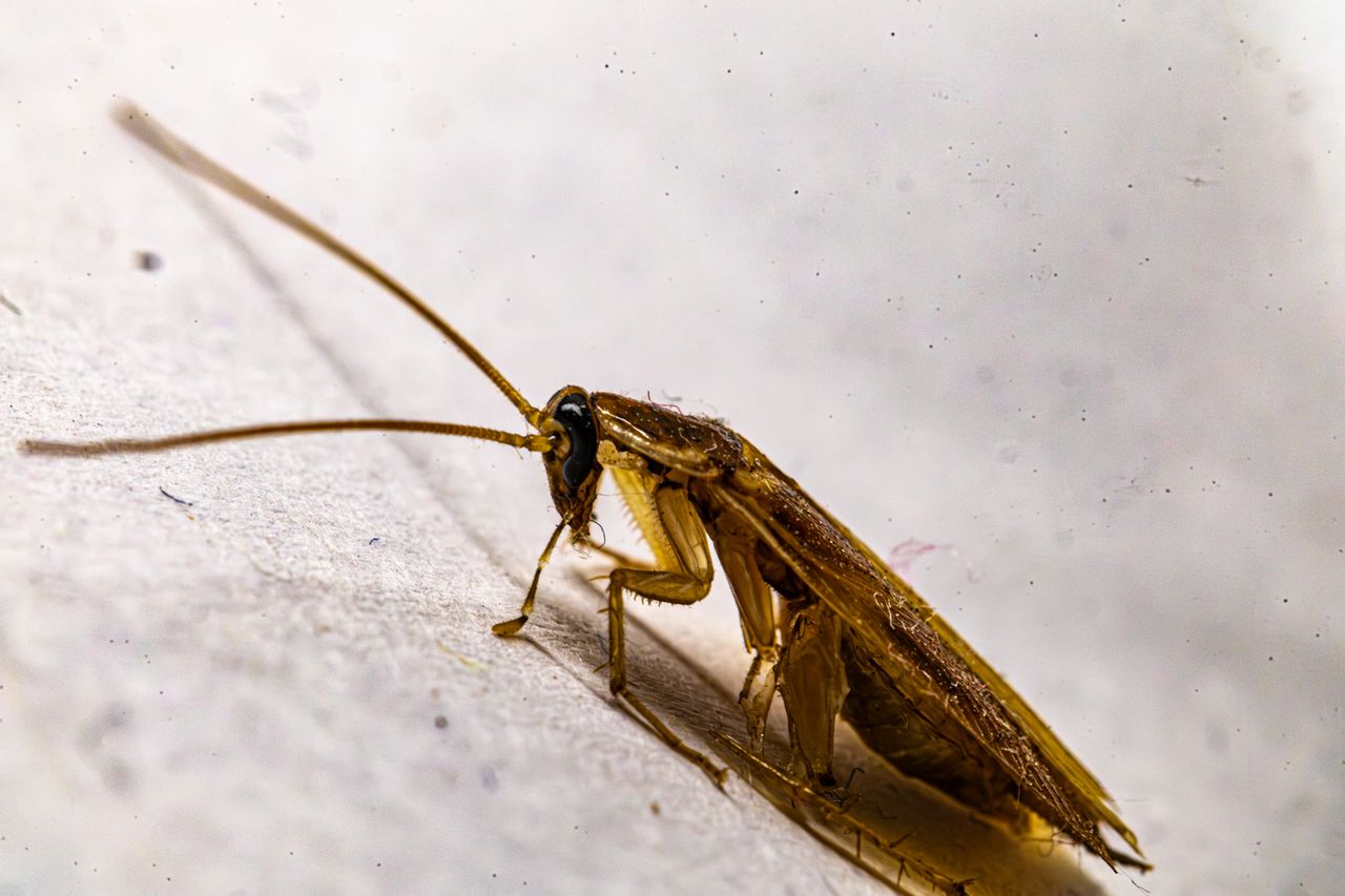 who-we-are Detailed macro photograph of a brown cockroach resting on a white surface, showcasing its textures and details.