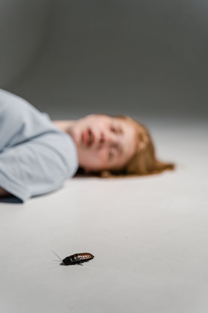 our-story Close-up of a Madagascar hissing cockroach on a smooth surface with a blurred background, depicting focus and depth.